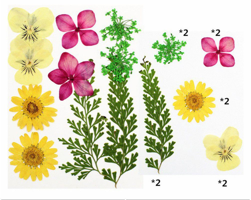 My Store DRY PRESSED FLOWER 10 IN 1 PRESSED FLOWERS FL009