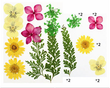 My Store DRY PRESSED FLOWER 10 IN 1 PRESSED FLOWERS FL009