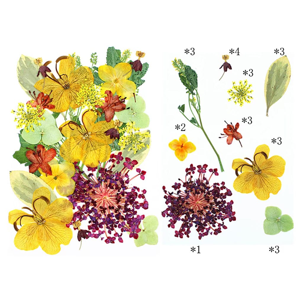 My Store DRY PRESSED FLOWER 25 In 1 Pressed Flowers FL010