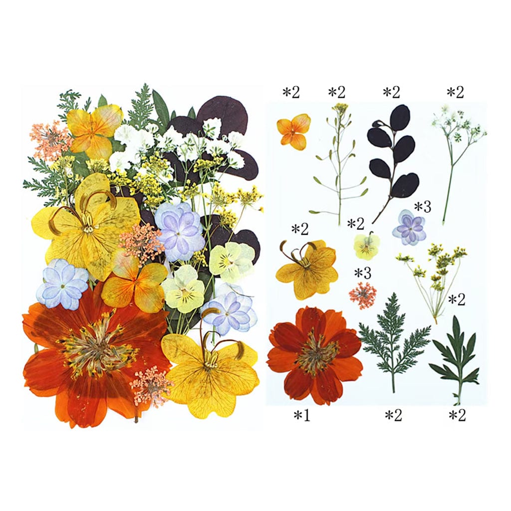 My Store DRY PRESSED FLOWER 25 In 1 Pressed Flowers FL011