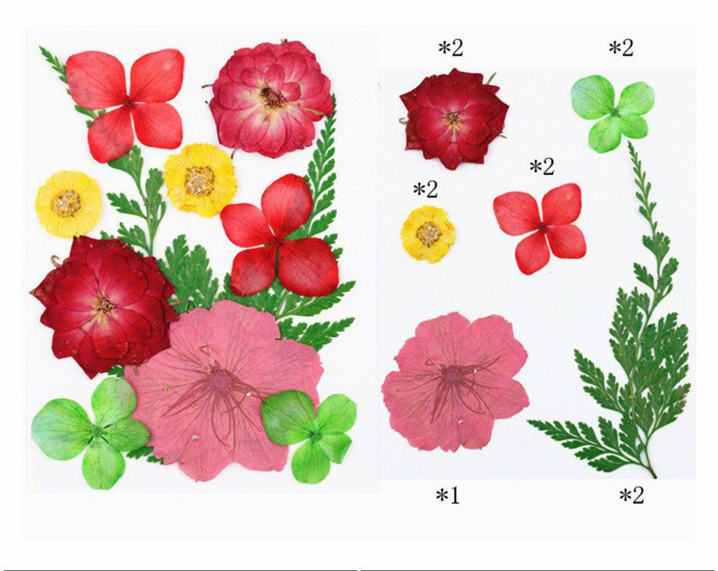 My Store DRY PRESSED FLOWER 11 IN 1 PRESSED FLOWERS FL012