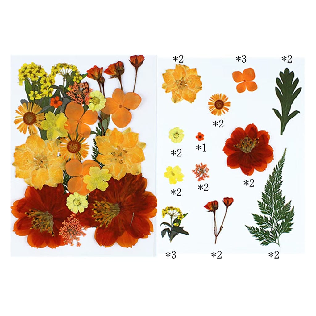 My Store DRY PRESSED FLOWER 25 In 1 Pressed Flowers FL014