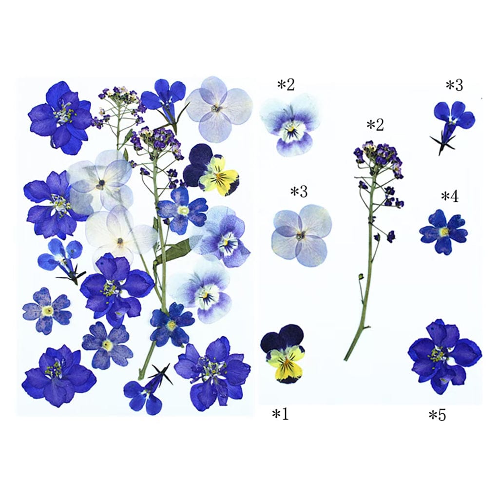 My Store DRY PRESSED FLOWER 20 In 1 Pressed Flowers FL015