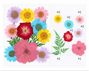 My Store DRY PRESSED FLOWER 12 IN 1 PRESSED FLOWERS FL024