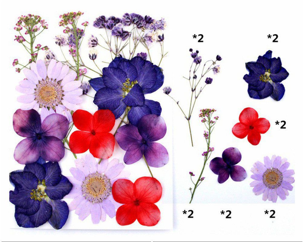 My Store DRY PRESSED FLOWER 12 IN 1 PRESSED FLOWERS FL027