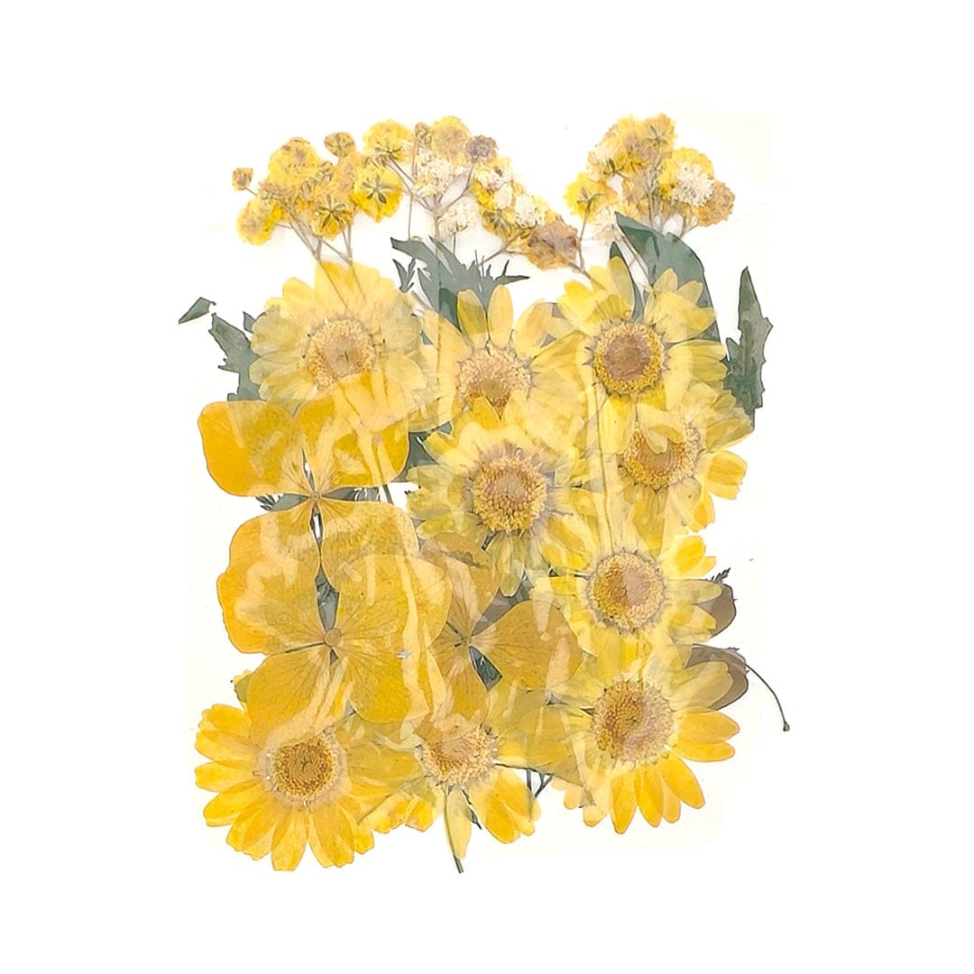 My Store DRY PRESSED FLOWER 25 In 1 Pressed Flowers Fl028