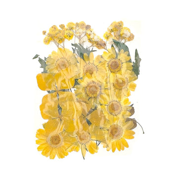 My Store DRY PRESSED FLOWER 25 In 1 Pressed Flowers Fl028