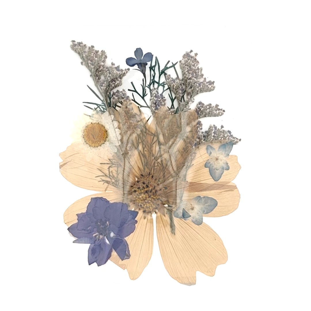 My Store DRY PRESSED FLOWER 10 In 1 Pressed Flowers Fl031