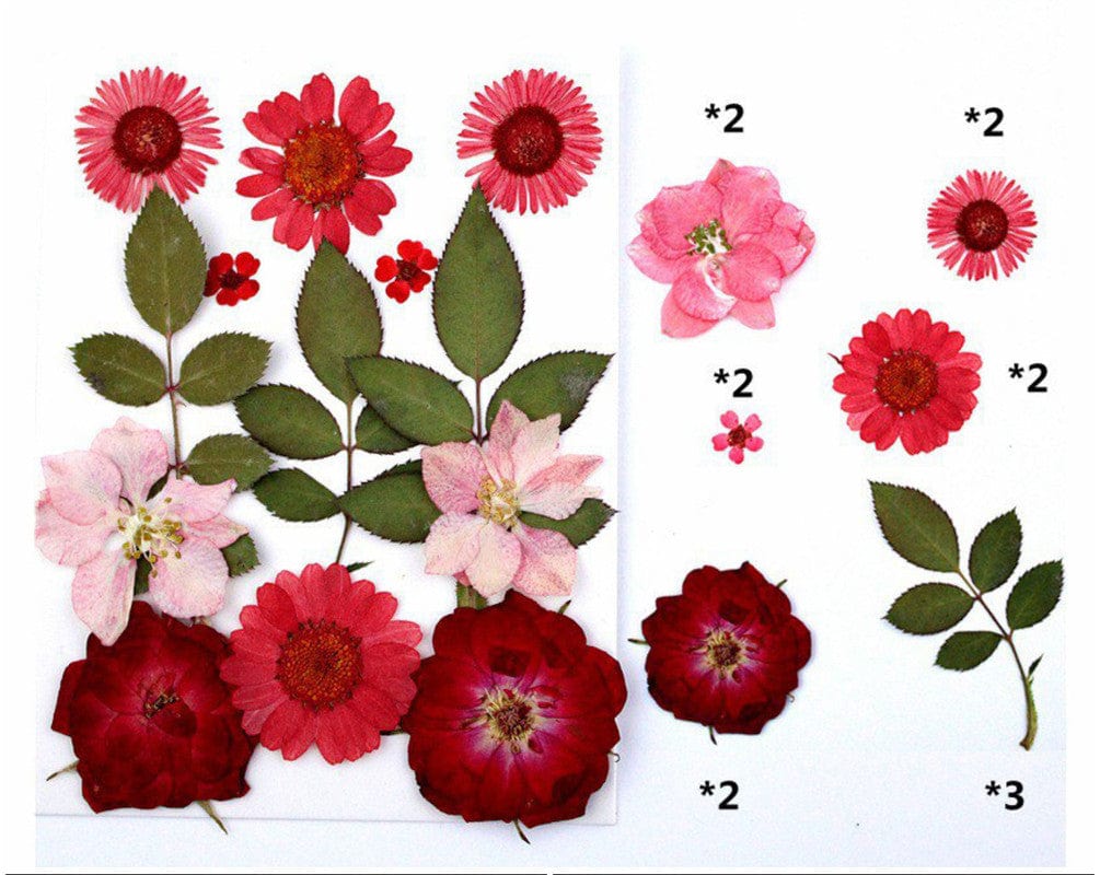 My Store DRY PRESSED FLOWER 13 IN 1 PRESSED FLOWERS FL032