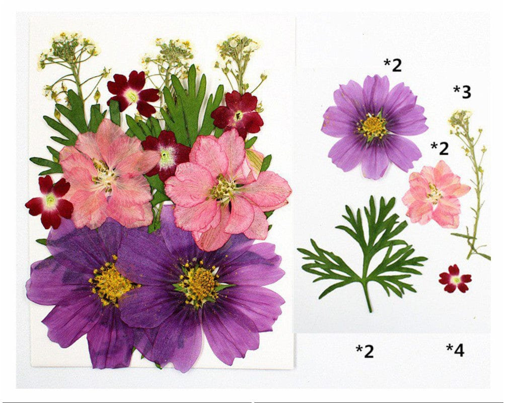 My Store DRY PRESSED FLOWER 15 IN 1 PRESSED FLOWERS FL034