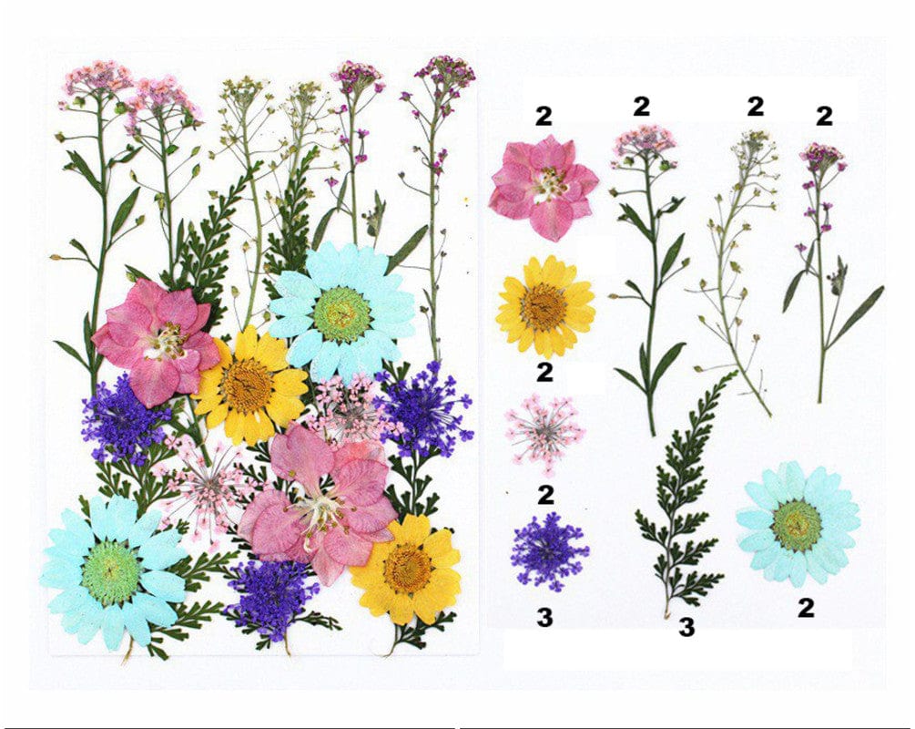 My Store DRY PRESSED FLOWER 20 IN 1 PRESSED FLOWERS FL043