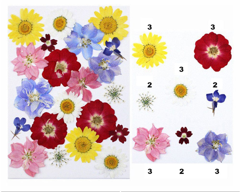 My Store DRY PRESSED FLOWER 21 IN 1 PRESSED FLOWERS FL045