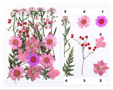 My Store DRY PRESSED FLOWER 21 IN 1 PRESSED FLOWERS FL049