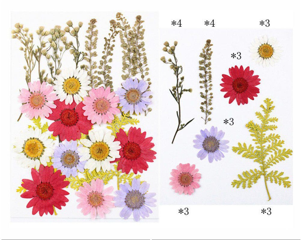 My Store DRY PRESSED FLOWER 23 IN 1 PRESSED FLOWERS FL059