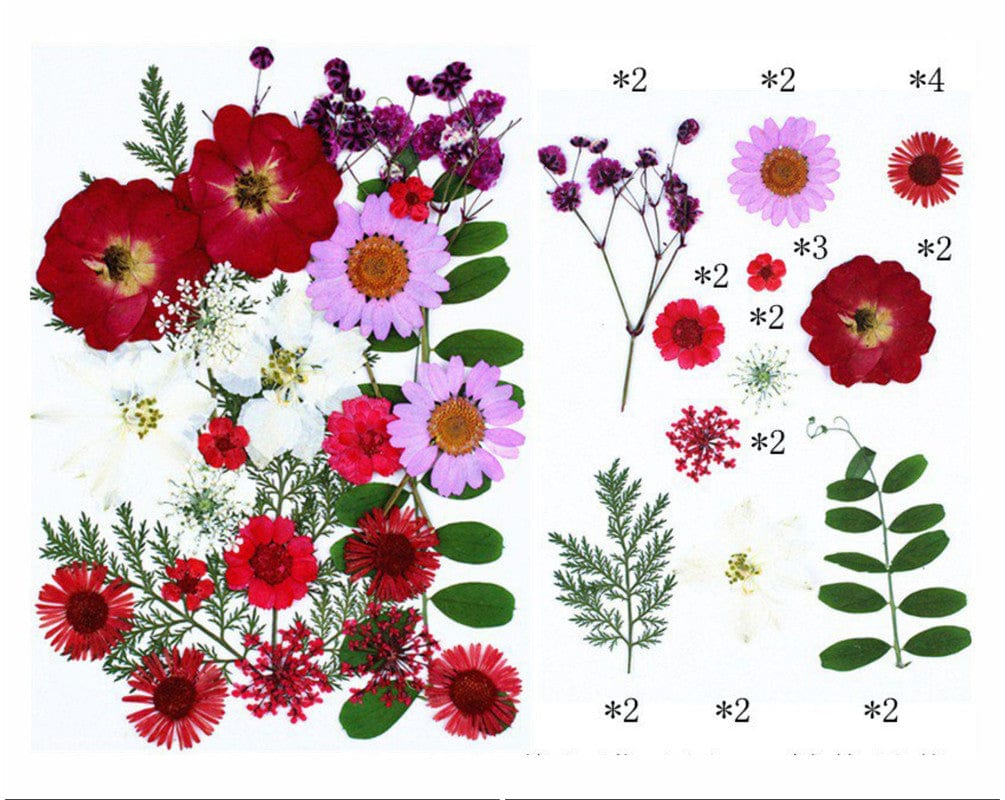 My Store DRY PRESSED FLOWER 25 IN 1 PRESSED FLOWERS FL065