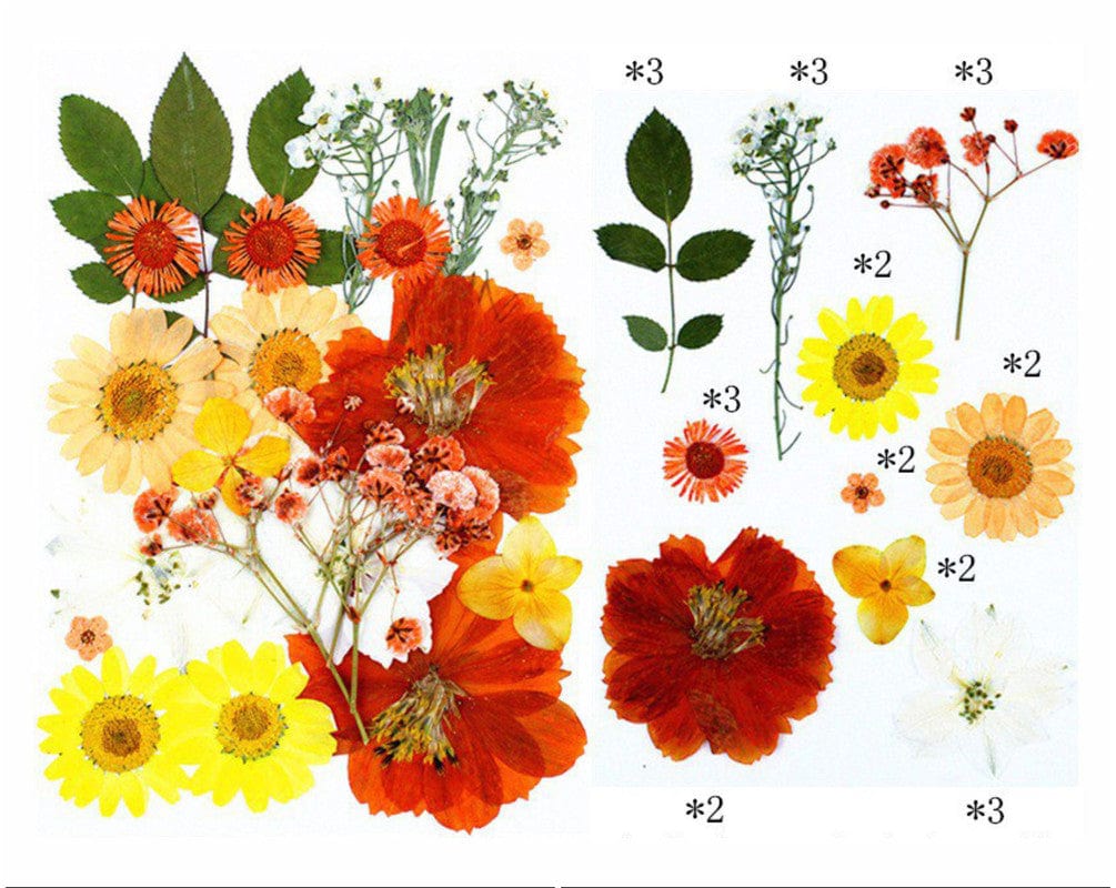 My Store DRY PRESSED FLOWER 25 IN 1 PRESSED FLOWERS FL067