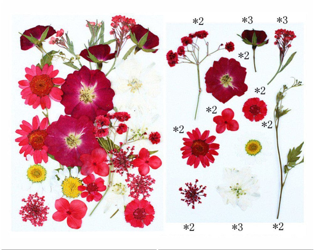 My Store DRY PRESSED FLOWER 25 IN 1 PRESSED FLOWERS FL071