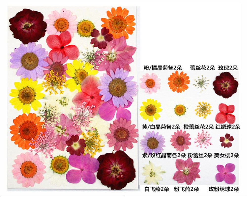 My Store DRY PRESSED FLOWER 30 IN 1 PRESSED FLOWERS FL098