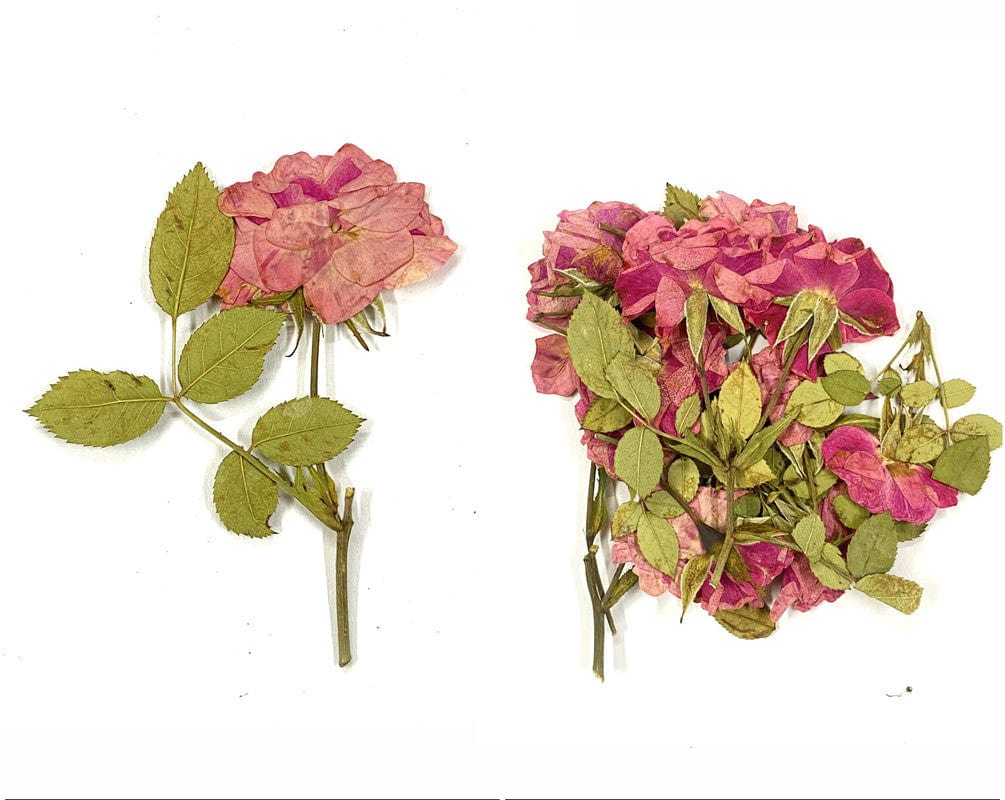 My Store DRY PRESSED FLOWER 14 IN 1 PRESSED FLOWER FL1003
