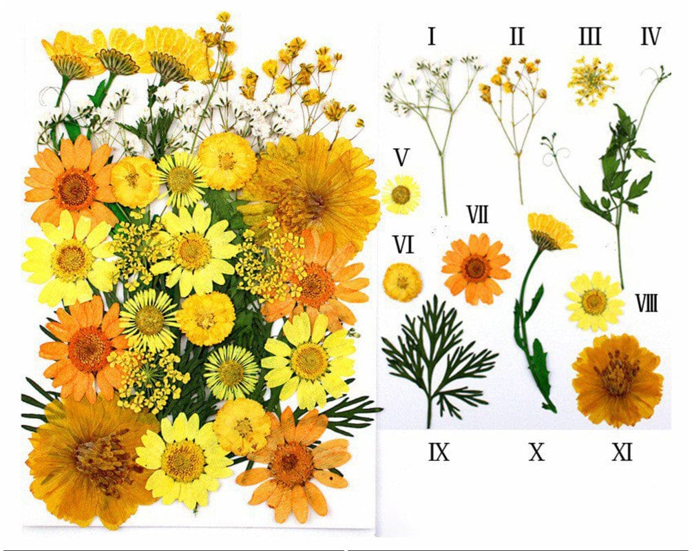 My Store DRY PRESSED FLOWER 32 IN 1 PRESSED FLOWERS FL102