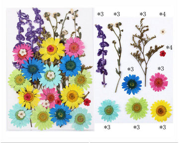 My Store DRY PRESSED FLOWER 32 IN 1 PRESSED FLOWERS FL106