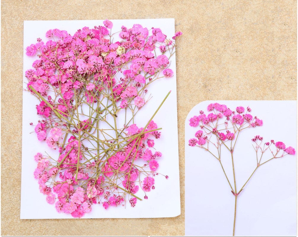 My Store DRY PRESSED FLOWER DARK PINK BABY BREATH PRESSED FLOWER FL1101