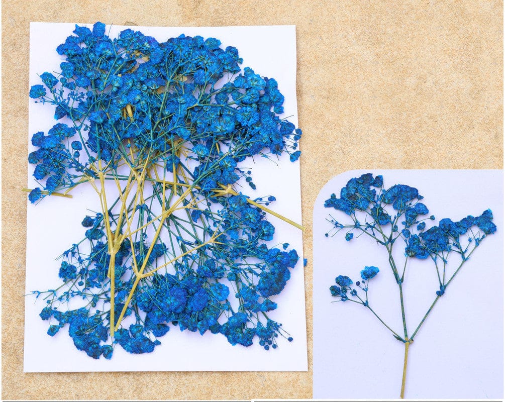 My Store DRY PRESSED FLOWER ROYAL BLUE BABY BREATH PRESSED FLOWER FL1102