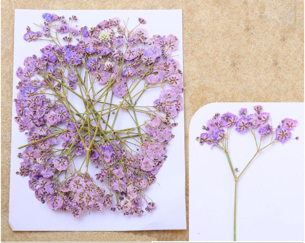 My Store DRY PRESSED FLOWER LILAC BABY BREATH PRESSED FLOWER FL1105