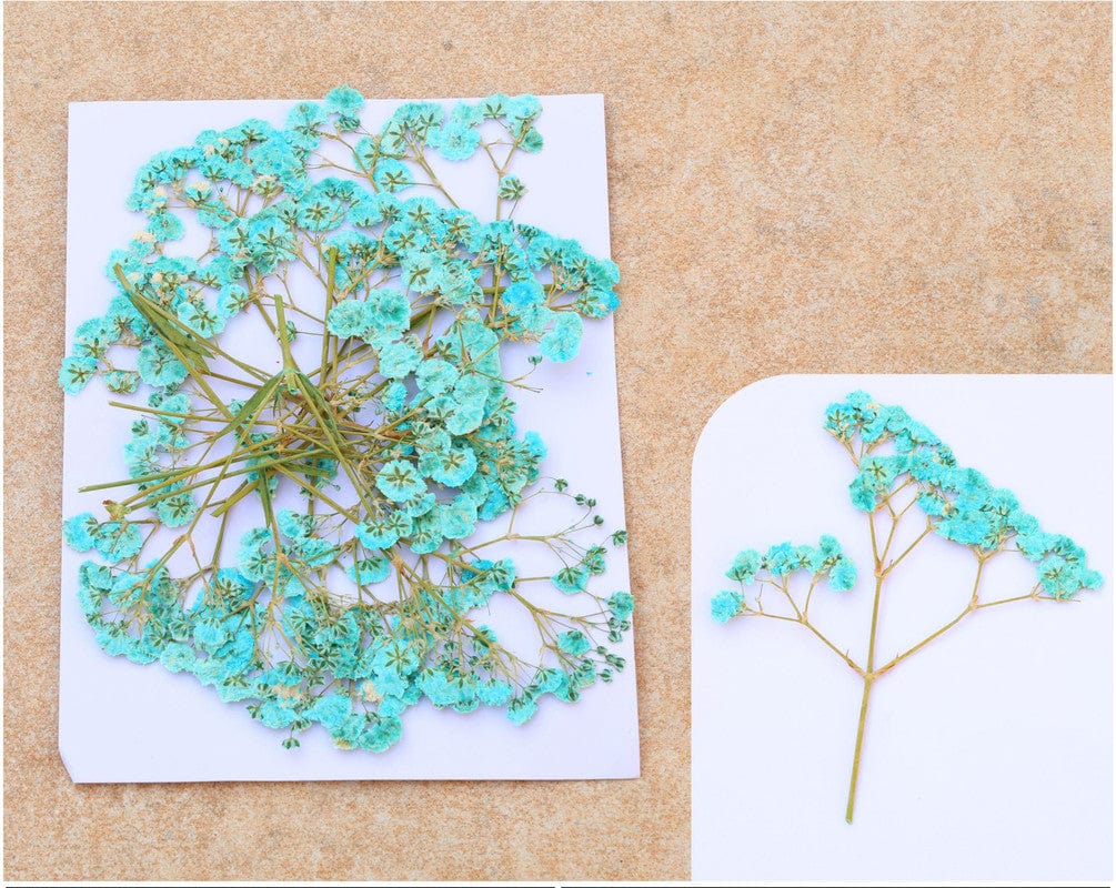 My Store DRY PRESSED FLOWER C.GREEN BABY BREATH PRESSED FLOWER FL1106