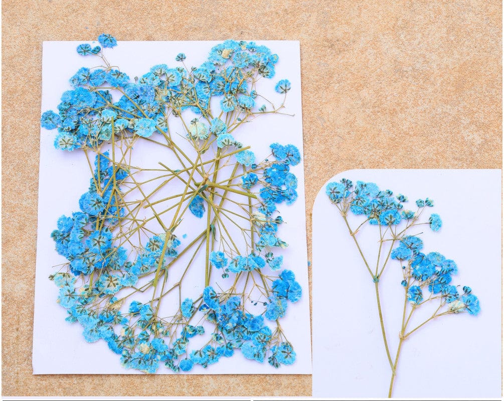 My Store DRY PRESSED FLOWER BLUE BABY BREATH PRESSED FLOWER FL1107