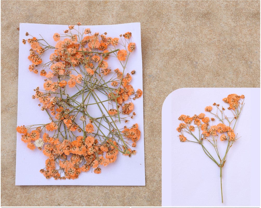 My Store DRY PRESSED FLOWER ORANGE BABY BREATH PRESSED FLOWER FL1108