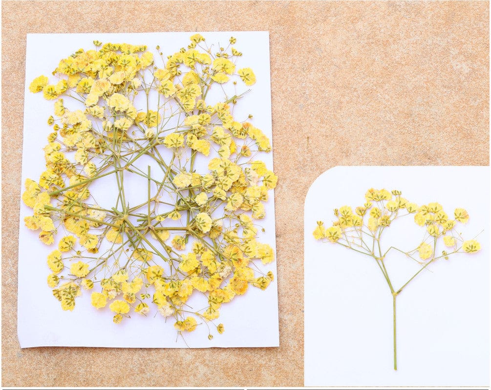 My Store DRY PRESSED FLOWER YELLOW BABY BREATH PRESSED FLOWER FL1109