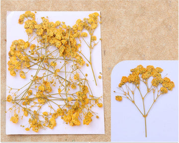 My Store DRY PRESSED FLOWER GOLDEN YELLOW BABY BREATH PRESSED FLOWER FL1110