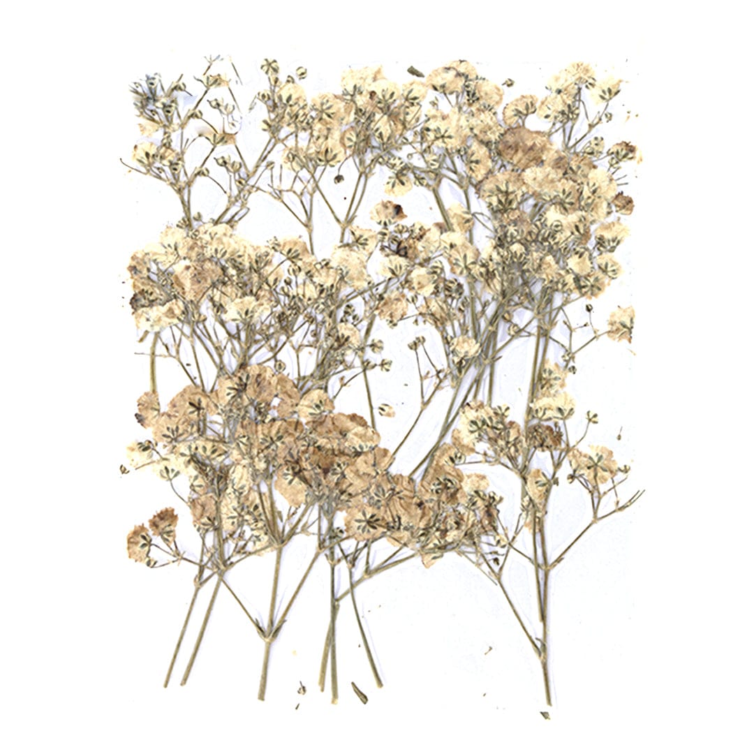 My Store DRY PRESSED FLOWER White Baby Breath Pressed Flower Fl1111