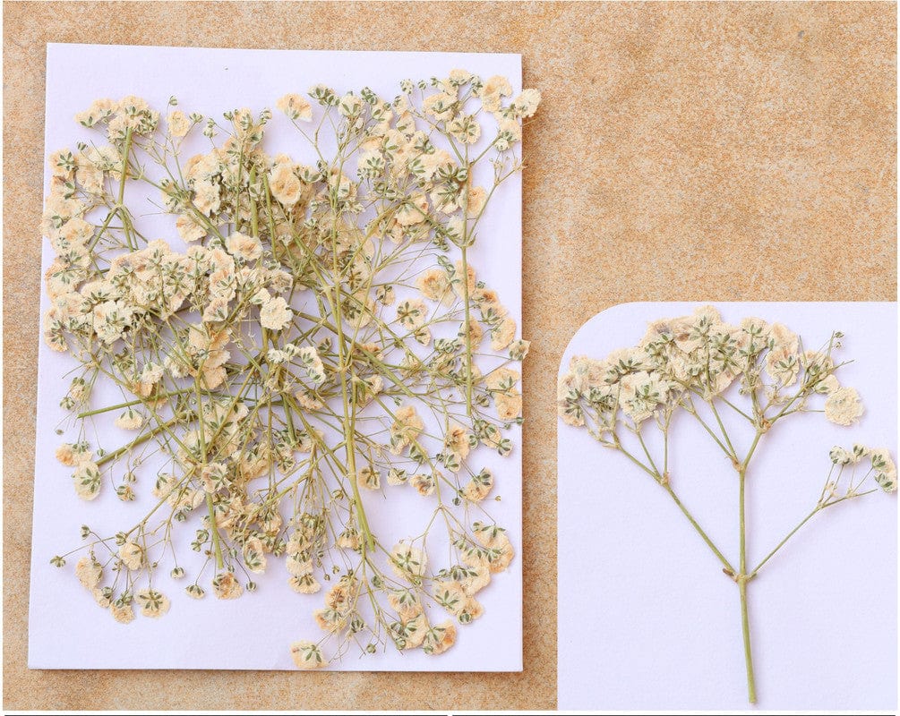 My Store DRY PRESSED FLOWER WHITE BABY BREATH PRESSED FLOWER FL1111