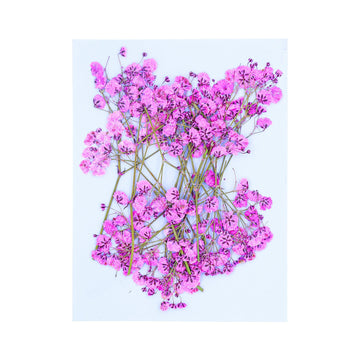 My Store DRY PRESSED FLOWER FLUORESCENT PINK BABY BREATH PRESSED FLOWER