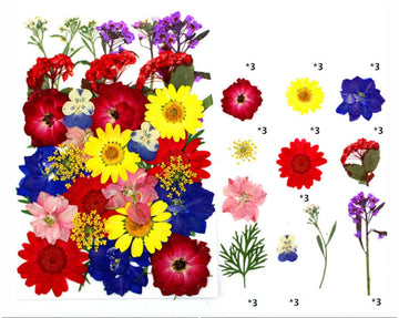 My Store DRY PRESSED FLOWER 33 IN 1 PRESSED FLOWERS FL120