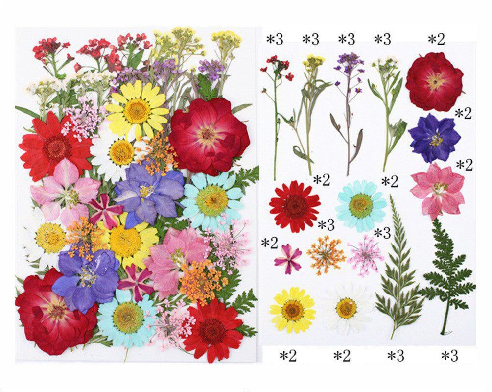 My Store DRY PRESSED FLOWER 40 IN 1 PRESSED FLOWERS FL147