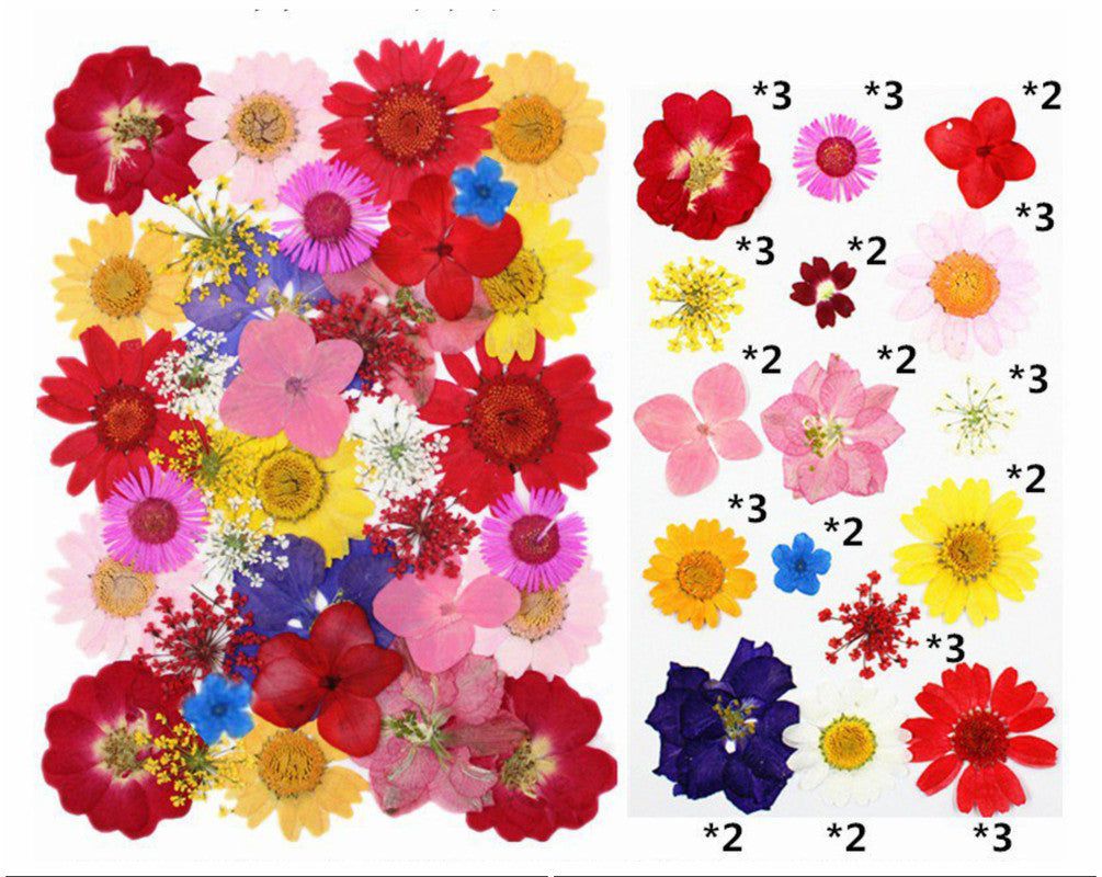 My Store DRY PRESSED FLOWER 40 IN 1 PRESSED FLOWERS FL149