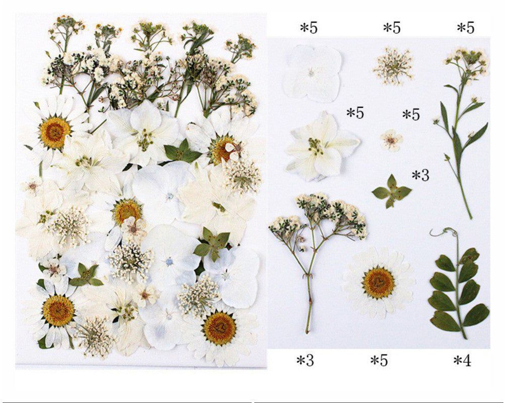 My Store DRY PRESSED FLOWER 40 IN 1 PRESSED FLOWERS FL150