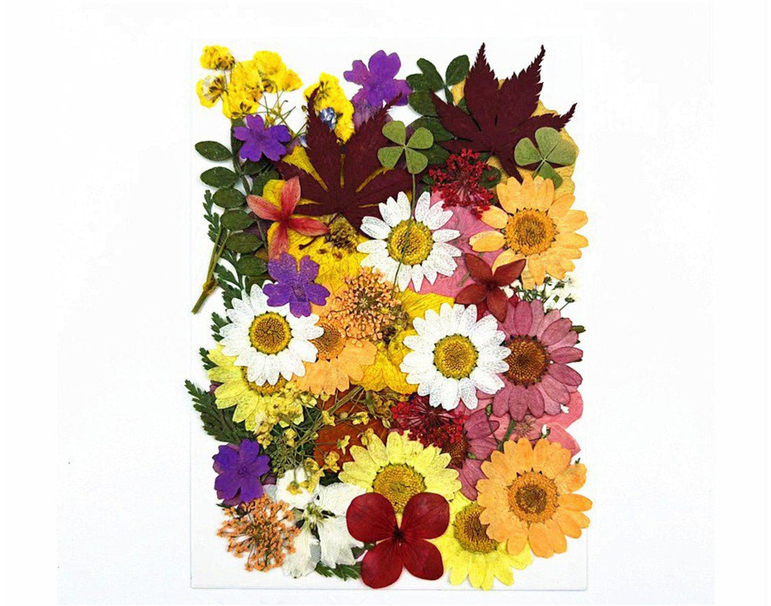 Crafteria 50 In 1 Pressed Flower