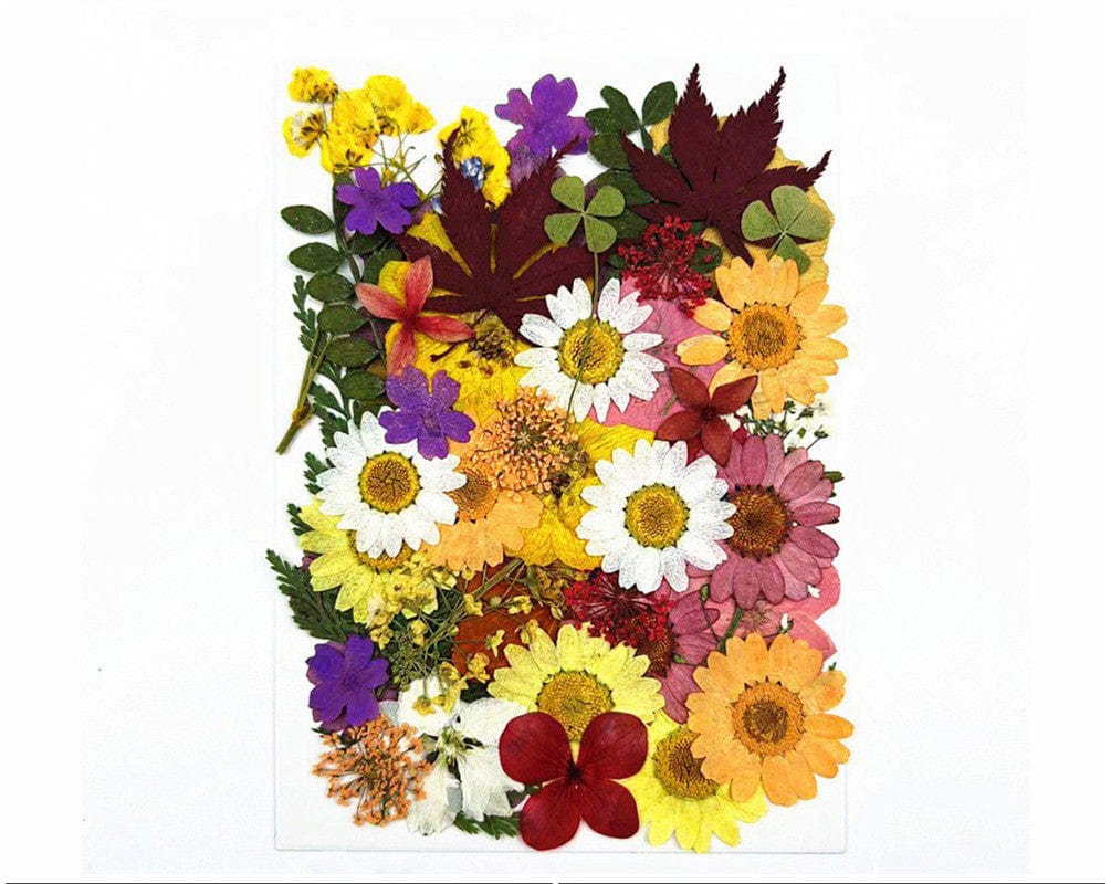 My Store DRY PRESSED FLOWER 50 IN 1 PRESSED FLOWERS FL155