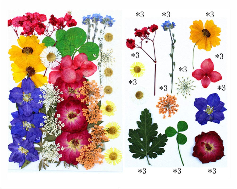 My Store DRY PRESSED FLOWER 36 IN 1 PRESSED FLOWERS FL156