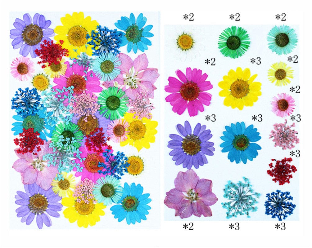 My Store DRY PRESSED FLOWER 35 IN 1 PRESSED FLOWERS FL166