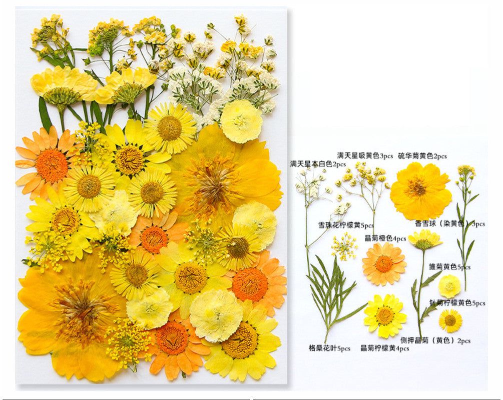 My Store DRY PRESSED FLOWER 40 IN 1 PRESSED FLOWERS FL168