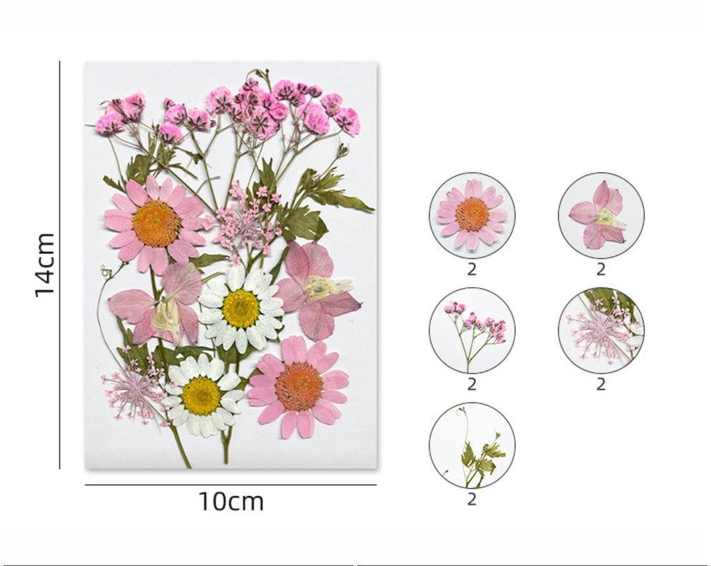 My Store DRY PRESSED FLOWER 12 IN 1 PRESSED FLOWERS FL174