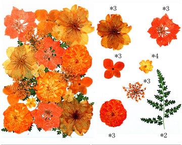 My Store DRY PRESSED FLOWER 21 IN 1 PRESSED FLOWERS FL179