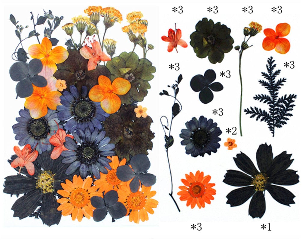 My Store DRY PRESSED FLOWER 30 IN 1 PRESSED FLOWERS FL181