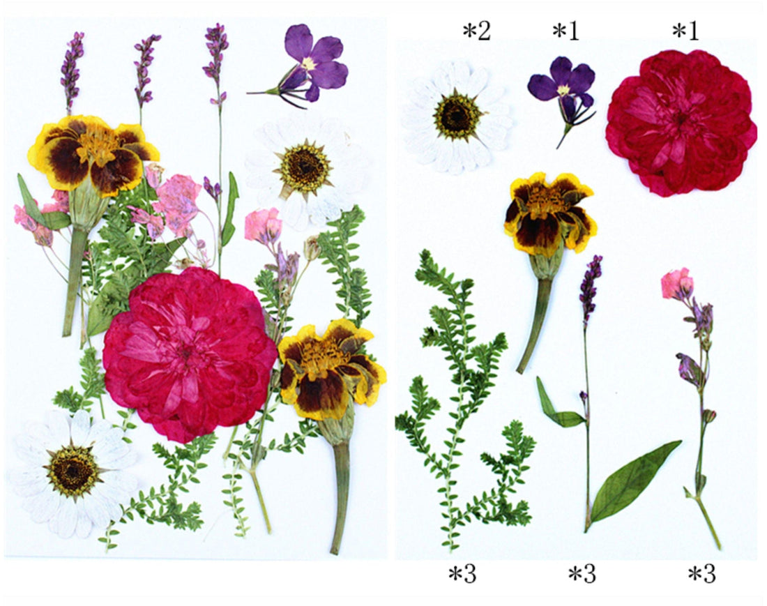 Crafteria 15 In 1 Pressed Flower