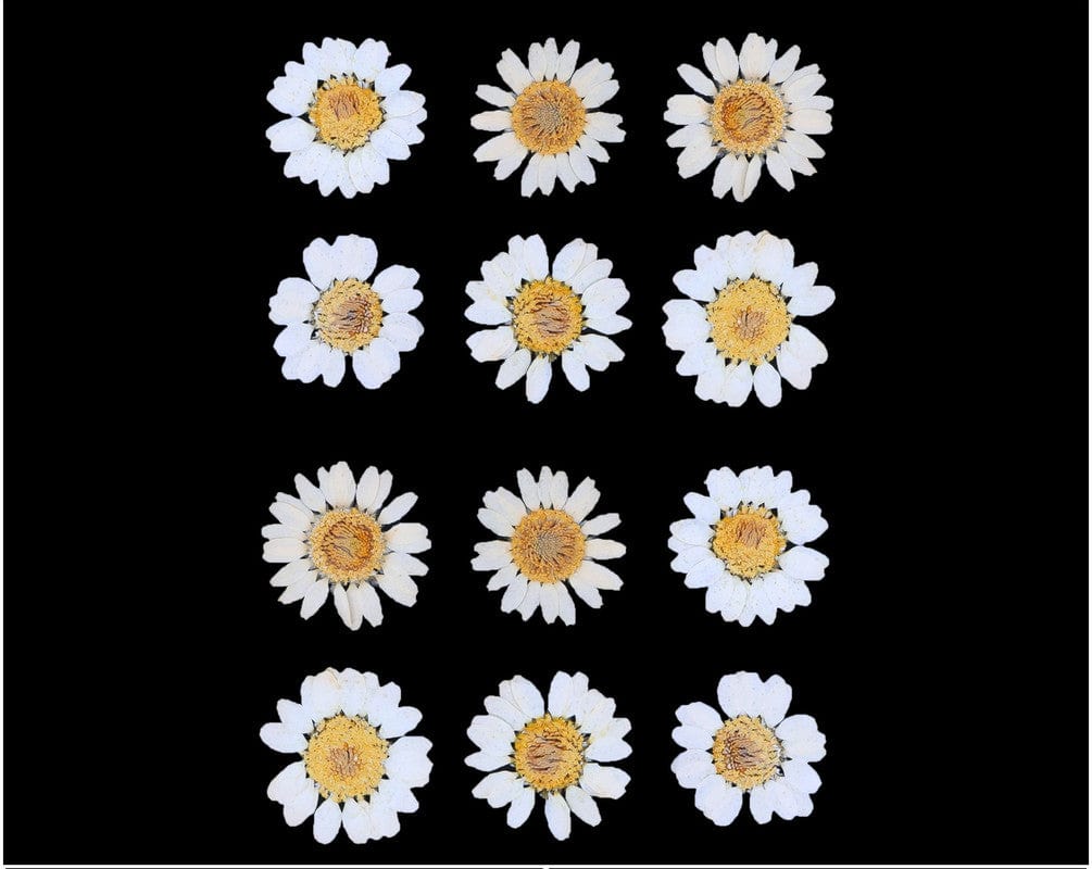 My Store DRY PRESSED FLOWER WHITE DAISY PRESSED DRY FLOWER FL2001